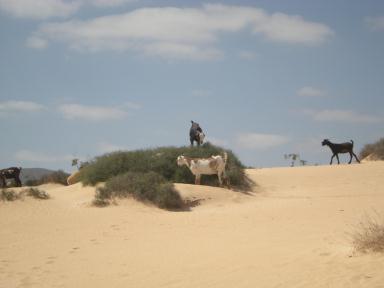 Ziegen in der Wüste