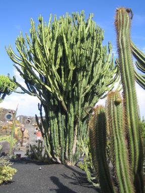Jardín de Cactus